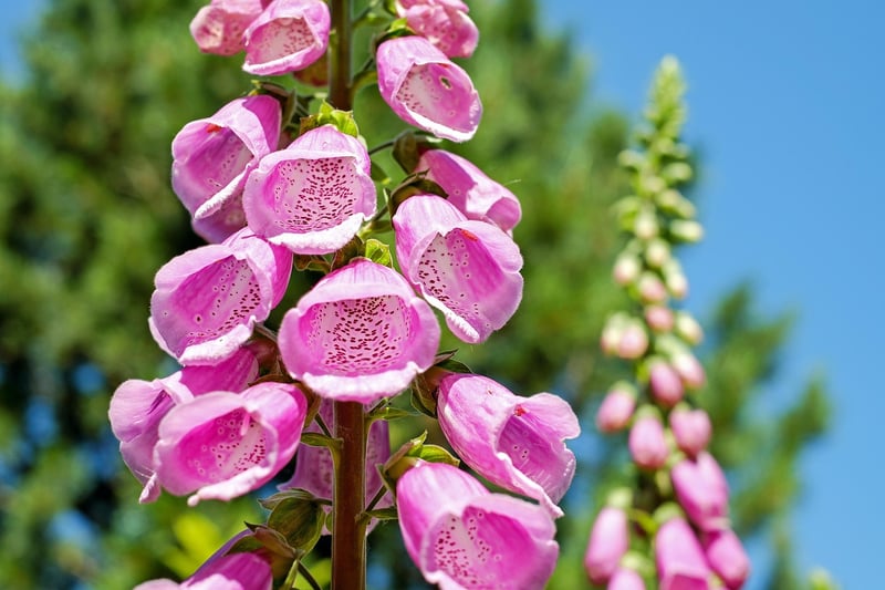 Foxgloves
