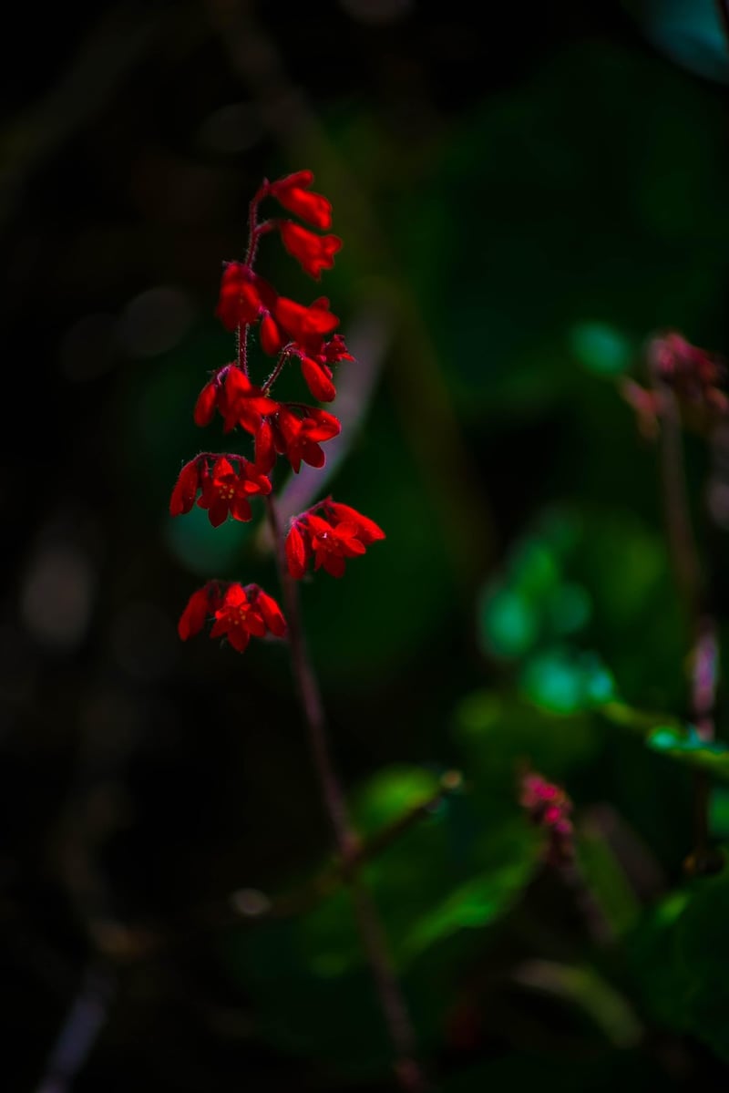 Coral Bells
