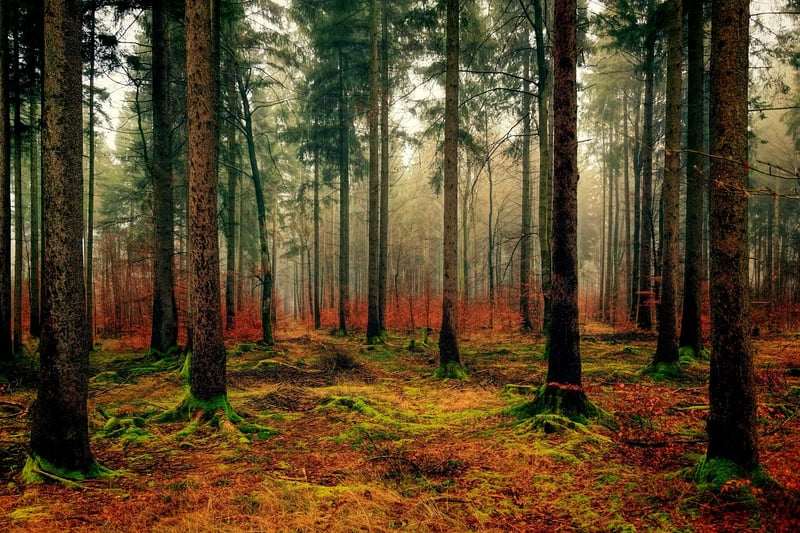 Moss