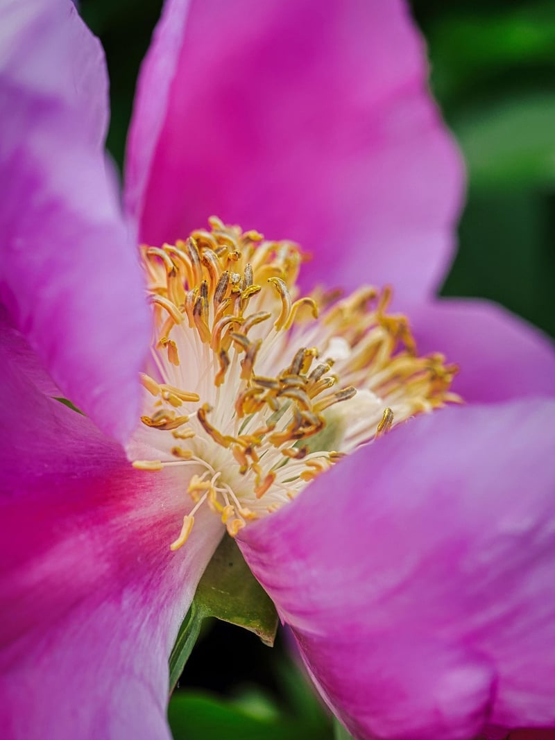 Peony